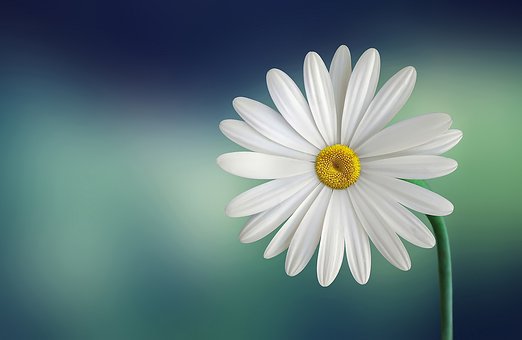 gallery img